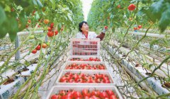 Xinjiang embraces innovation to modernize agriculture