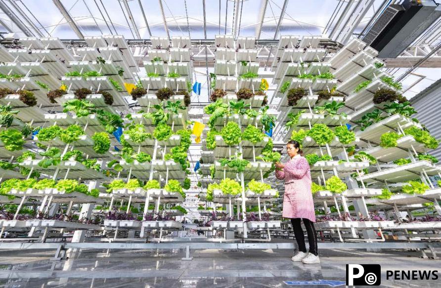 Xinjiang embraces innovation to modernize agriculture
