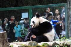 Nanjing's Hongshan Forest Zoo reinvents itself as a model of modern zoological experience