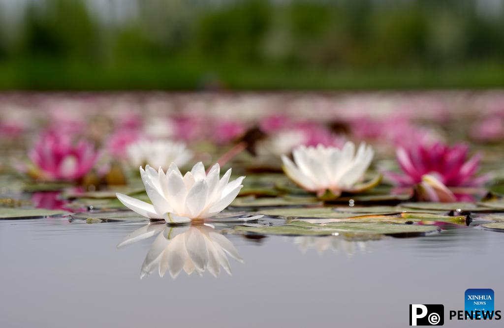 In pics: water lilies at China Flower Expo Park in Yinchuan, China
