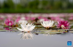 In pics: water lilies at China Flower Expo Park in Yinchuan, China's Ningxia