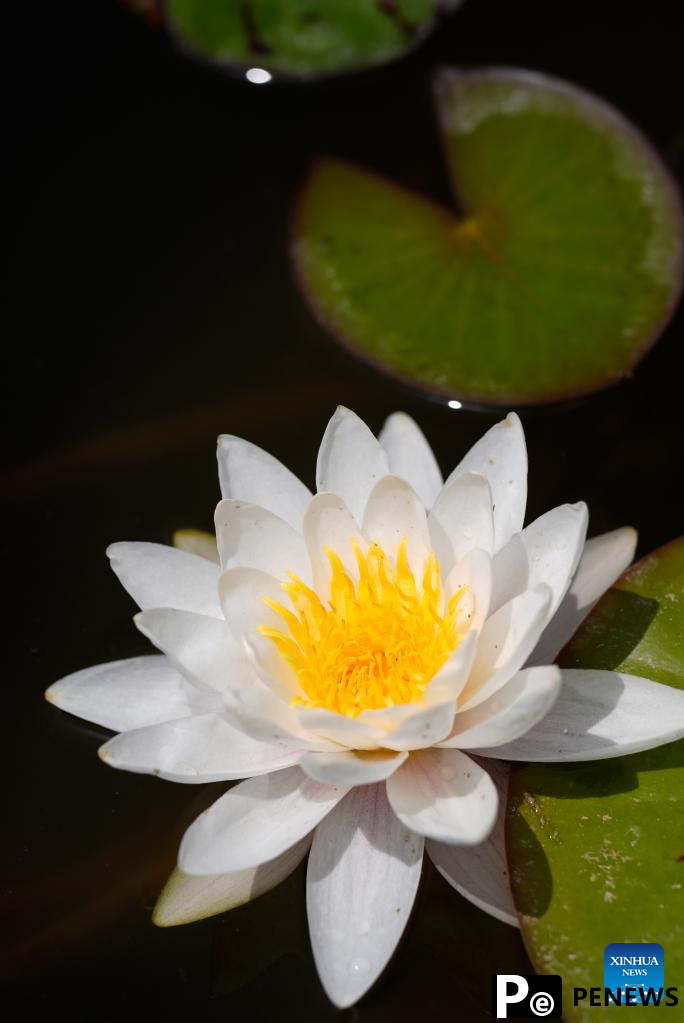 In pics: water lilies at China Flower Expo Park in Yinchuan, China