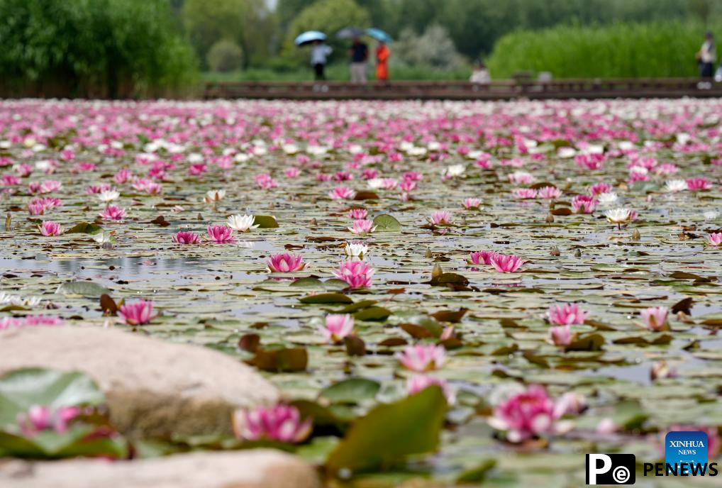 In pics: water lilies at China Flower Expo Park in Yinchuan, China
