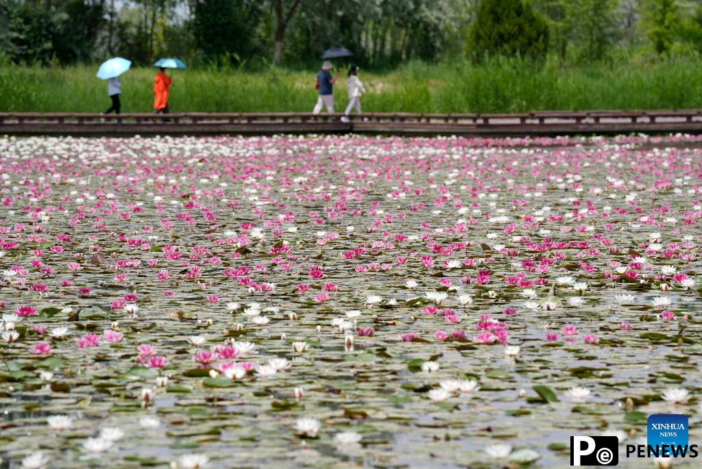 In pics: water lilies at China Flower Expo Park in Yinchuan, China
