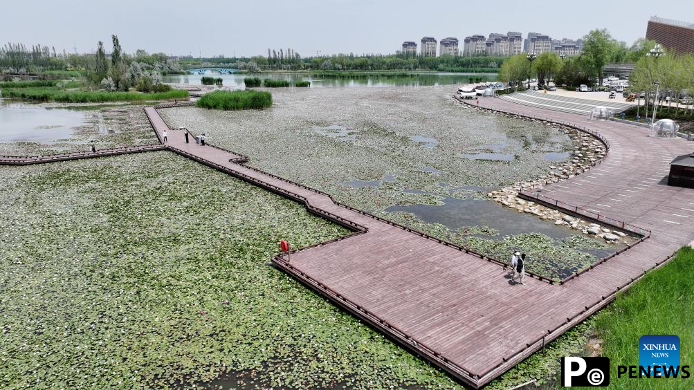 In pics: water lilies at China Flower Expo Park in Yinchuan, China