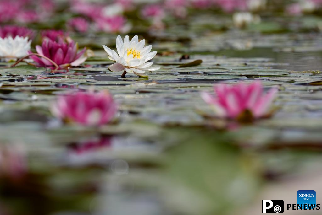 In pics: water lilies at China Flower Expo Park in Yinchuan, China