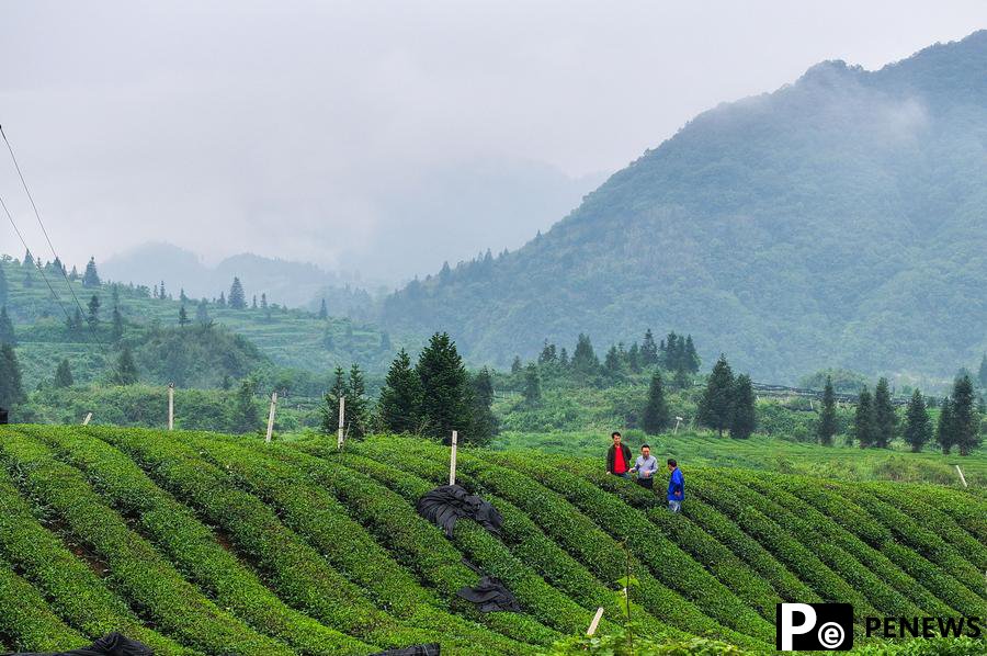 SW China mountainous county brews global matcha success