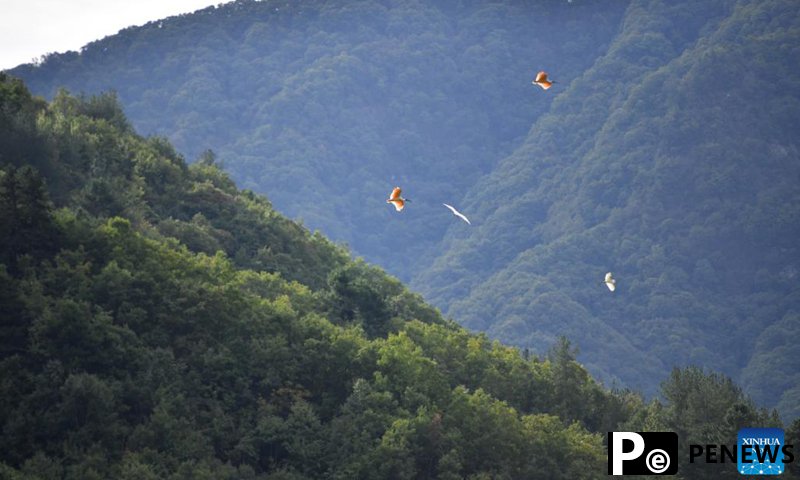 Crested ibises fly in the sky in Zhaigou Village, Ningshan County of northwest China's Shaanxi Province, Oct. 10, 2022. In recent years, Ningshan County has made great efforts in ecological protection and green development, with local forest coverage rate reaching 96.24 percent and the population of crested ibises, giant pandas and golden snub-nosed monkeys growing.(Photo: Xinhua)