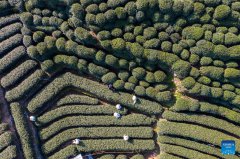 MIIT unveils key cultivation list for regional food industries, paving way to lift local economies