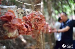 E China's Jiangxi sees growth in forest farming and related industries