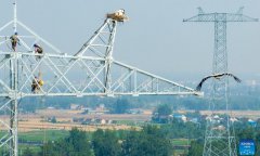 China unveils new plan to optimize electricity supply for private enterprises: official