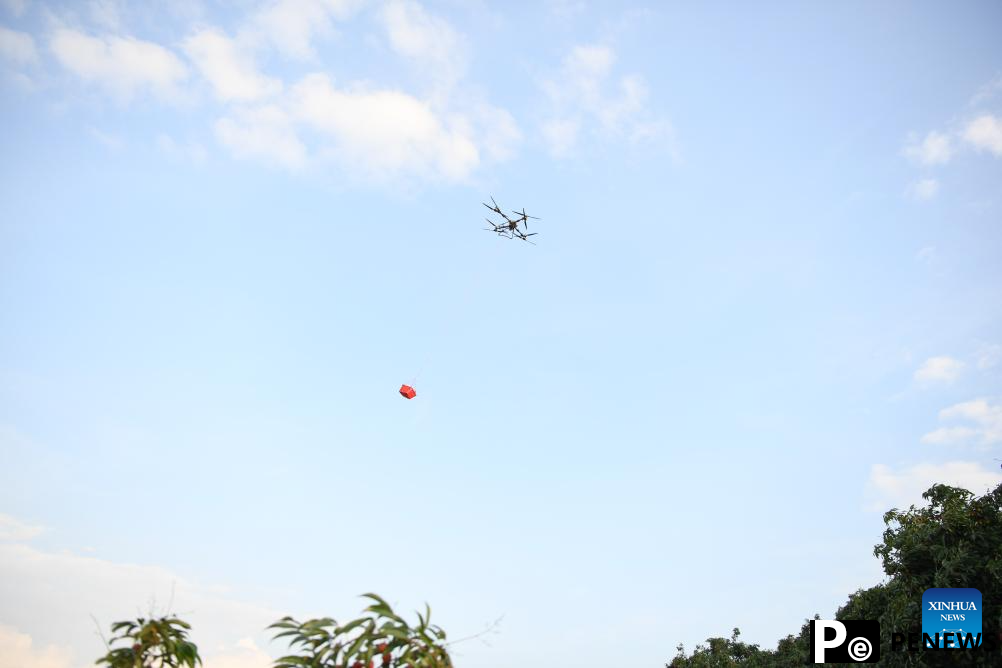 Staff members use drones to transport lychees in Maoming City, China