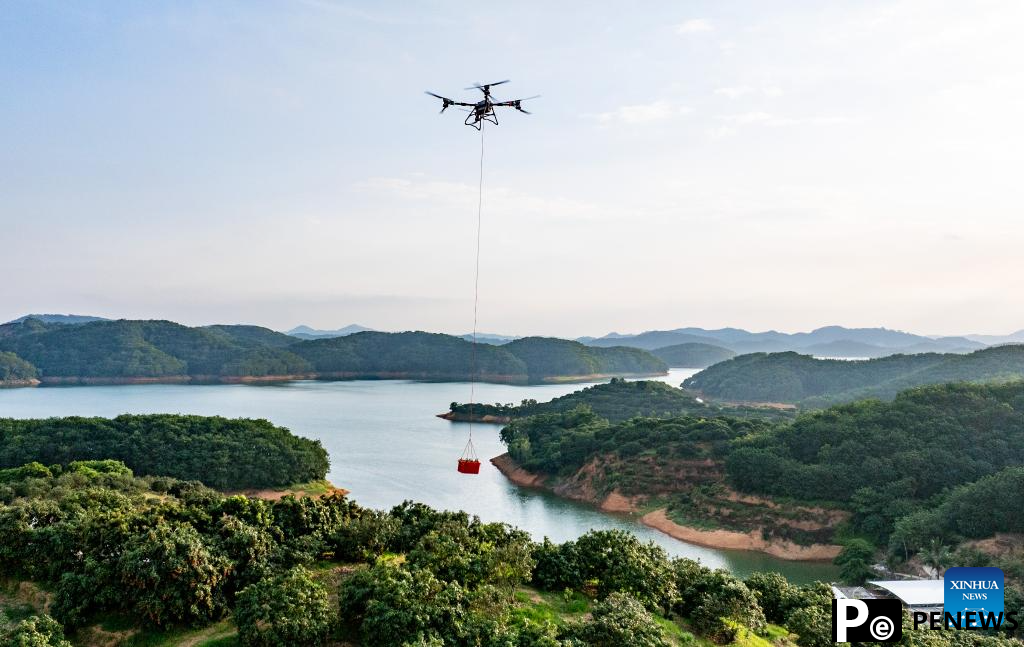 Staff members use drones to transport lychees in Maoming City, China