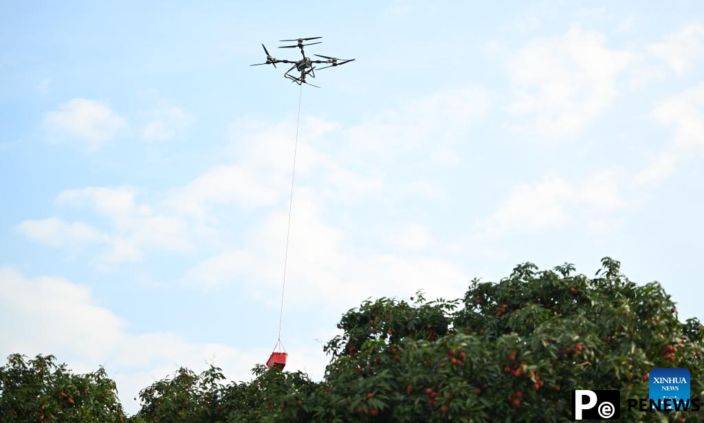 Staff members use drones to transport lychees in Maoming City, China