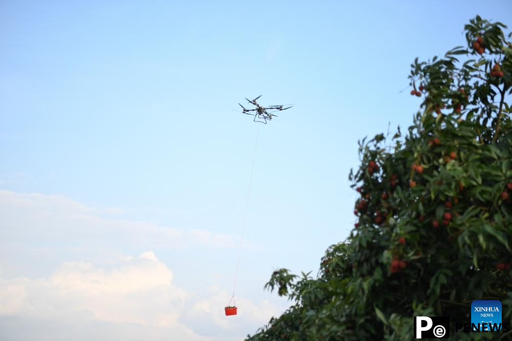 Staff members use drones to transport lychees in Maoming City, China