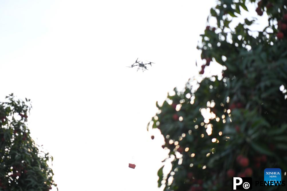 Staff members use drones to transport lychees in Maoming City, China