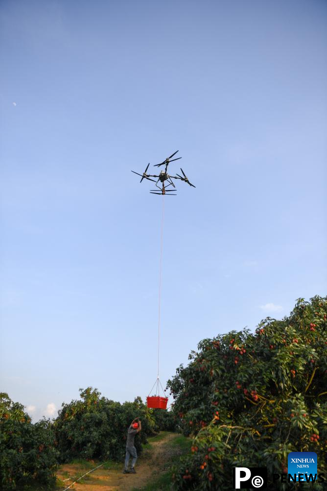 Staff members use drones to transport lychees in Maoming City, China