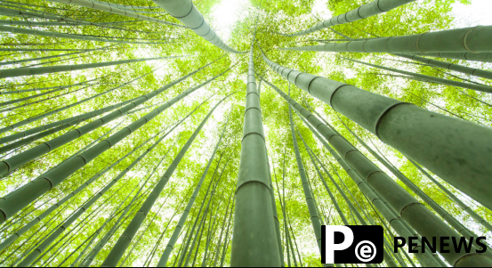 Selling bamboo to the world: A green industry rises in E China